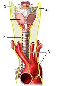 20 FIGURA 5: Inervação Laríngea 1. Nervo vago direito (X); 2. Nervo vago esquerdo (X); 3. Nervo laríngeo recorrente esquerdo; 4. Nervo laríngeo recorrente direito.