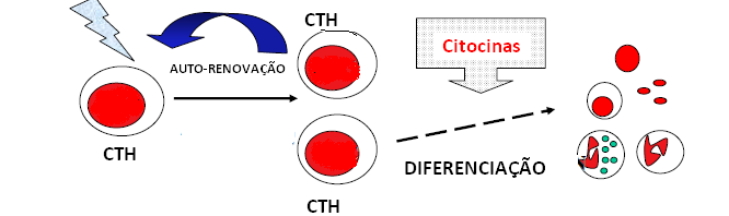 Célula-Tronco Hematopoética (CTH) divisão assimétrica células especializadas Matriz estromal microambiente adequado para proliferação e diferenciação citocinas hematopoéticas (fatores de crecimiento,