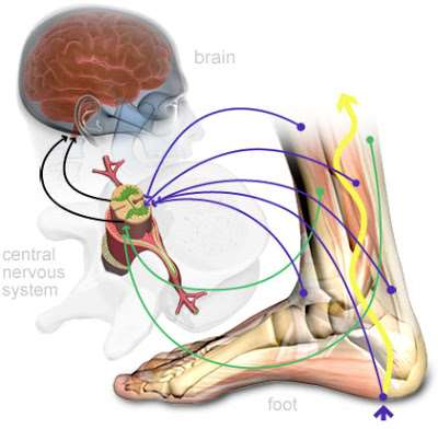 Propriocetividade É a perceção do próprio corpo: Consciência da postura, do movimento, das partes do corpo e das alterações do equilíbrio. http://fisioterapiahumberto.blogspot.