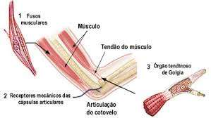 Propriocetores (Recetores sensoriais) Os propriocetores são recetores que se localizam nos músculos, tendões e