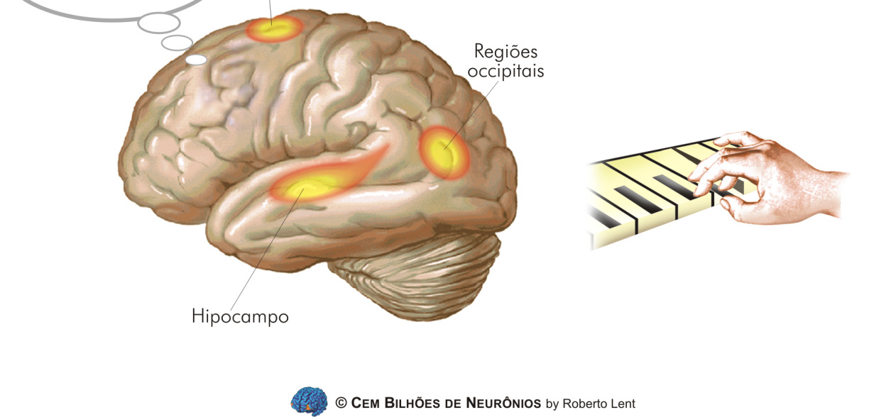 Quais as diferenças entre MS, PM e MC? Há controvérsias... Via que se baseia na experiência sensorial não aprendida. Baseada nos dados provenientes dos sistemas sensoriais.