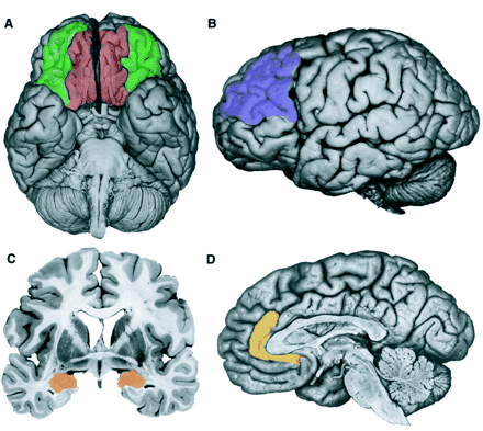 ESTRUTURAS-CHAVE DOS CIRCUITOS NEURONAIS DA EMOÇÃO Córtice órbito-préfrontal Córtice préfrontal