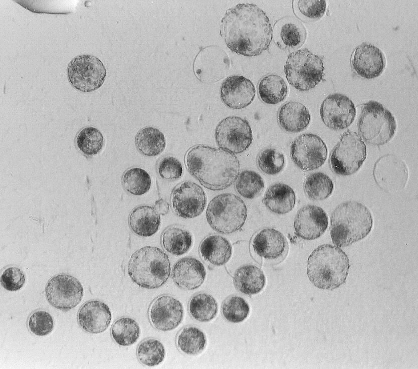 TABELA 2. Efeitos da adição de diferentes concentrações de glicina na MIV sobre o desenvolvimento de oócitos bovinos fertilizados in vitro. Table 2.