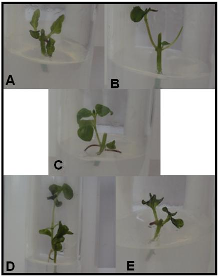 Figura 1. Plântulas de O. selloi em diferentes variações do meio de cultura MS. Seedlings of O. selloi in different variations of MS medium. A: 2 MS; B: MS; C: ½ MS; D: 3 meses ½ MS; E: MS sem V. M. e G.