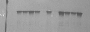 MCND1D2 I1I2CN S1CNS2 S3U1U2 CN FIGURA 4. Resultados do Western Blotting para detecção de espiroplasma em extratos de folhas infectadas com o fitopatógeno.