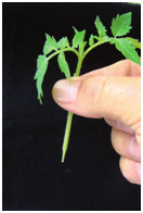 Enxertia em tomateiro para o controle da murcha-bacteriana 5 1. Semear simultaneamente o porta-enxerto e o enxerto em bandejas para produção de mudas.