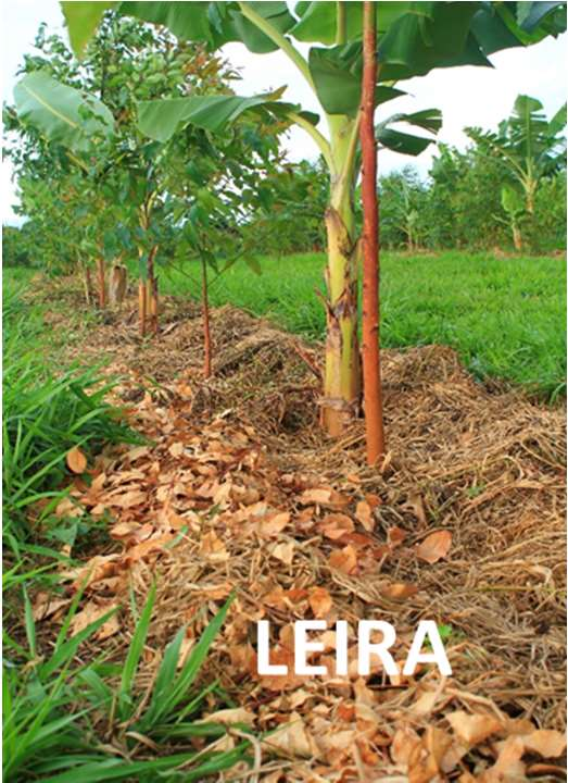 Entre as operações agrossilviculturais predominam a produção de biomassa inicial através do cultivo de capim (Braquiária, Mombaça, etc.) e plantio de feijão guandu na adubação verde de fundação.