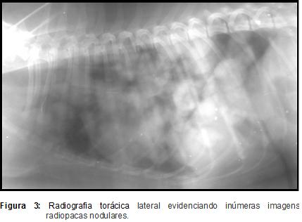 Hermeto et al. (2013) As alterações radiográficas, conjuntamente com os achados clínicos levam a possibilidade de diagnóstico como osteopatia hipertrófica pulmonar.