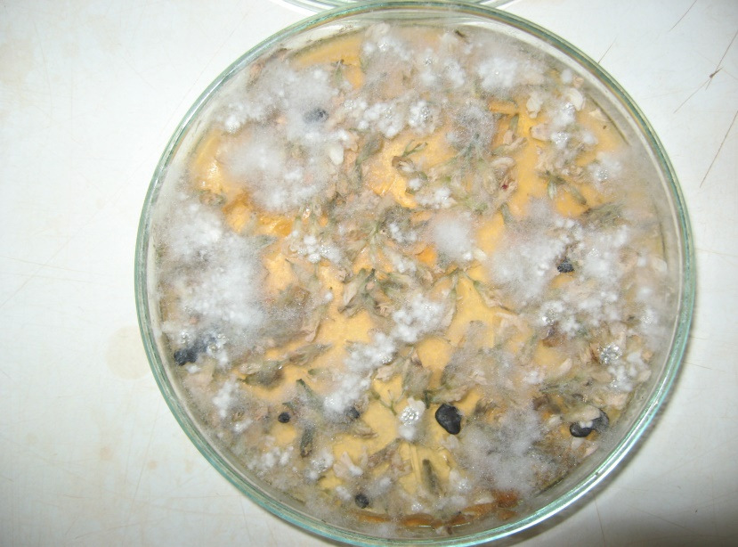 103 ± 1 C, por um dia para conservação e posterior uso como fonte nutritiva para produção de micélio de S. sclerotiorum.