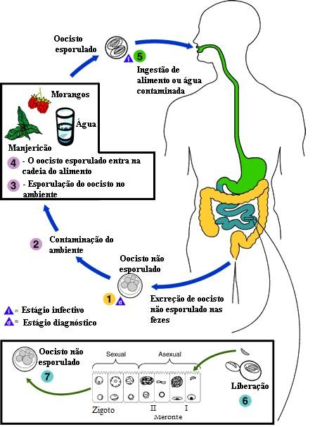 3 Revisão Bibliográfica 26 Figura 1. Ciclo de vida do Cryptosporidium spp. (Fonte: JURANEK, 2000 apud CDC, 2008). Os estágios de vida do parasito são todos intracelulares.