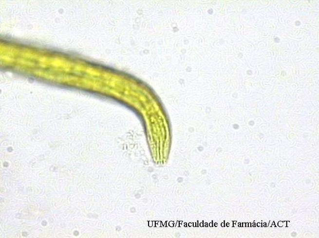 Larva de ancilostomídeo, corada pelo lugol,