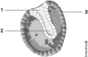 c) II e V. d) I, III e IV. 7. (Uespi 01) A figura abaixo mostra um dos estágios do desenvolvimento embrionário observado em vários grupos animais.