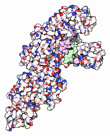 Replicação do DNA & Transposons Enzimas e Mecanismos Envolvidos