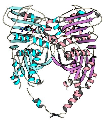 Enzimas da Replicação 1. Topoisomerases 2.