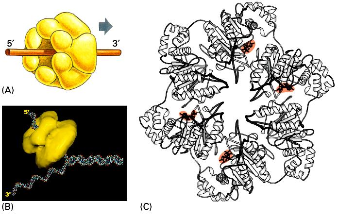 Helicase