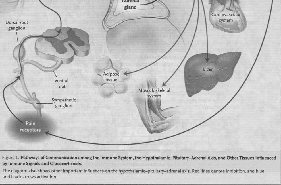 Novos conhecimentos sobre fármacos antigos -Exemplo dos corticosteróides Possibilidade de