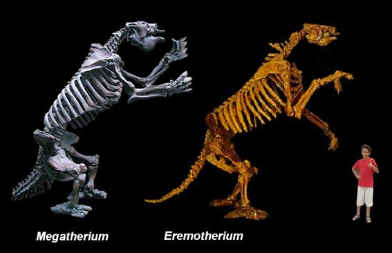 TEORIA DA EVOLUÇÃO Darwin (1809-1882) A origem das Espécies (1859) - Usou extensamente a Biogeografia como evidência da Evolução Existe um