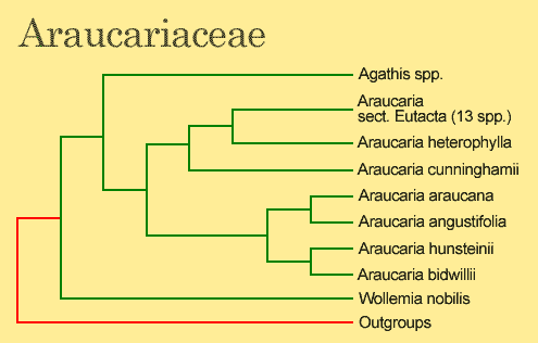 DISJUNÇÃO Phylogenetic relationships within the Araucariaceae