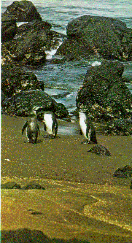 Pingüins das Ilhas Galápagos: -> menor tamanho -> presença devido às correntes frias de Hamboldt ->