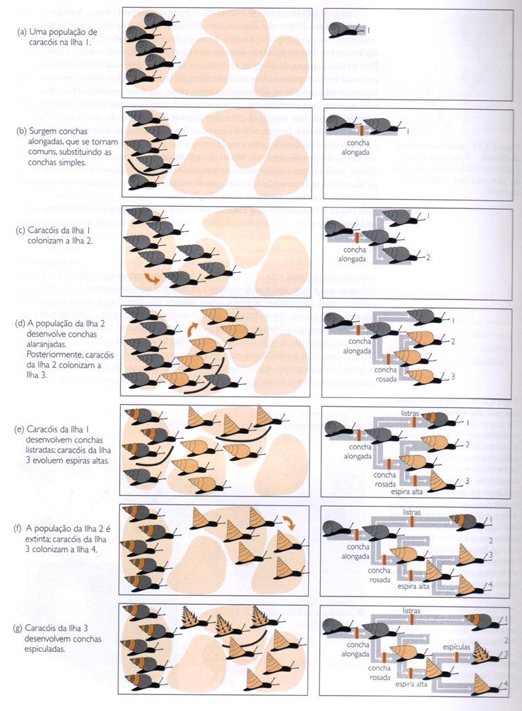 As árvores evolutivas ou filogenéticas