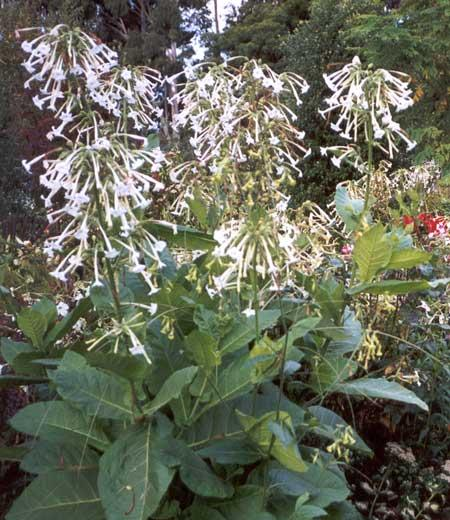 Hibridação Nicotiana tabacum 2n = 48 N.