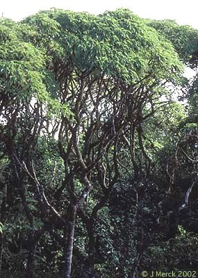 Galápagos, na Costa do Equador (arquipélago de origem vulcânica e recente).