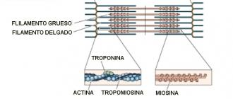 PROTEINAS MIOFIBRILARES: I.