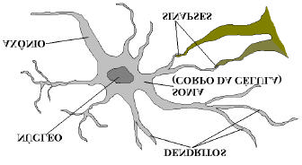 Um destes modelos resultou na Neurocomputação, que tem como objeto de estudo as redes neurais. O neurônio é a célula nervosa dos organismos, encontrada no cérebro.