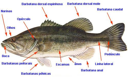 O Peixe