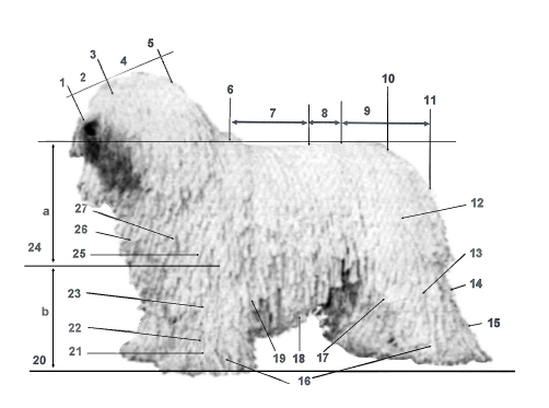 KOMONDOR NOMENCLATURA CINÓFILA UTILIZADA NESTE PADRÃO 1 Trufa 13 Perna 25 Braço 2 Focinho 14 Jarrete 26 Ponta do esterno 3 Stop 15 Metatarso 27 Ponta do ombro 4 Crânio 16 Patas 5 Occipital 17 Joelho