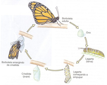 Metamorfose Insetos holometábolos bolos: : são os insetos que passam por transformações muito mais significativas, durante algumas fases da vida.