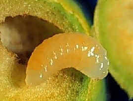 Larvas Vermiformes Euriformes Campodeiforme Escabeiformes Euriformes - caracterizam-se por apresentarem o corpo cilíndrico, cabeça a desenvolvida e distinta do corpo, pernas torácicas e falsas pernas
