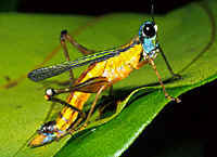 Ordem Orthoptera insetos hemimetábolos bolos, grande cabeça a com peças bucais mastigadoras.