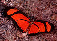 Ordem Lepidoptera Holometábolos, e as suas lagartas representam prejuízo para muitas lavouras, peça a bucal