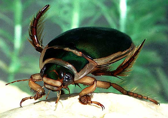 Ordem Coleoptera Maior ordem conhecida de seres vivos (mais de 400.