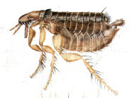 Ordem Siphonoptera Insetos desprovidos de asas, pernas posteriores longas e adaptadas para saltos, Peças