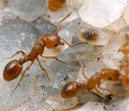 Ordem Hymenoptera Holometábolos, Ordem mais polimorfas (cerca de 250.000 espécies), Peças bucais sugadoras, mastigadoras ou lambedoras.