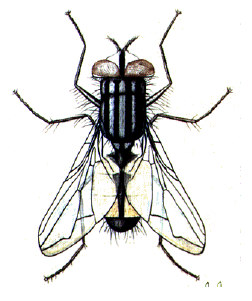 Insecta os insetos polinizam 2/3 de todas as plantas com flores; pragas humanas (baratas, mosquitos, pulgas, piolhos.