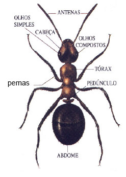 Insecta Características da classe: três tagmas cabeça tórax abdômen 1
