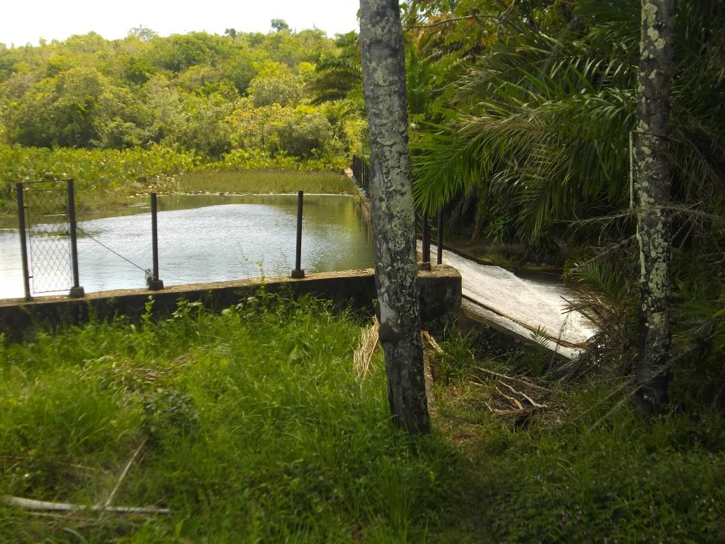 4 Figura 1 Área de captação de água no Rio Piquiri Pedro