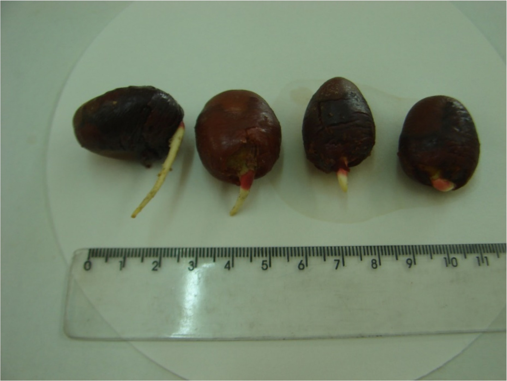 Figura 3: Distribuição de frequência das medidas de espessura (cm) de sementes de Hymenaea courbaril L. em intervalos de classe.