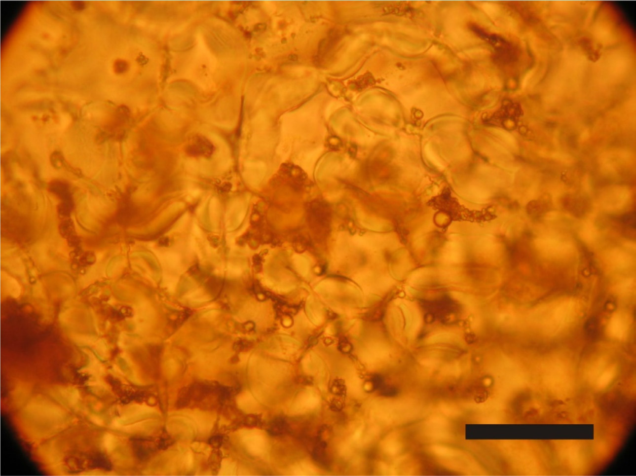 Figura 7: Corte histológico de cotilédone de H. courbaril evidenciando os compostos fenólicos presentes nas células (manchas escuras) através do teste de cloreto de ferro a 1%. Barra=200 µm.