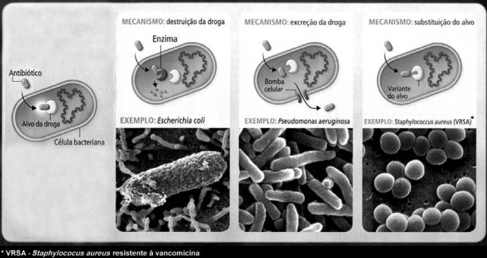 11 - (UFTM MG) O esquema ilustra um tipo de reprodução que ocorre em certas bactérias. c) a substituição da proteína-alvo da droga por uma versão que a droga não reconhece.