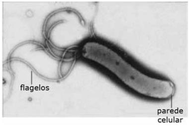 d) II, III e IV. e) I, II e IV. 17 - (UEPB) Observe o esquema de uma célula bacteriana e assinale, em ordem crescente, a alternativa que identifica corretamente as estruturas numeradas.