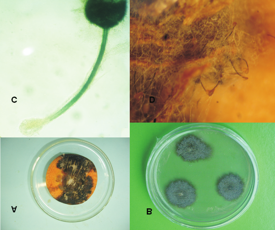 2 SECA-DA-MANGUEIRA Detecção, Sintomatologia e Controle grande quantidade de conídios (endoconídios) unicelulares, de formato retangular dentro de fiálides (Fig. 3C) (BARNETT; HUNTER, 1987).