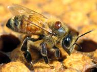 18 Cada abelha foi inspecionada por estereomicroscopia para presença do ácaro no corpo das abelhas, principalmente na região posterior a cabeça (Fig. 1) e abdômen (SAMMATARO et al., 2000).