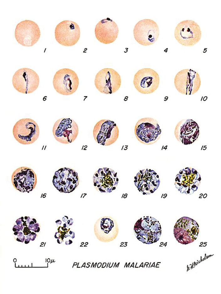 FIGURA 7 PLASMODIUM MALARIAE FONTE: DPDx:CDC s Web site for