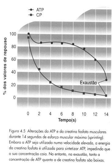 Disponibilidade de Energia Através do Sistema dos Fosfagênios (ATP-PC) Sistema ATP-CP & Exercício ATP PC Fosfagênio total 1.