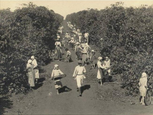Agricultura pós-colonial 1822... 1929 Agrário-exportador. 60% da receita/café. Lei da Terra de 1850, dificultou o acesso a esse fator de produção. Entre 1901 e 1929, 43% das importações era alimento.