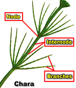 Chara Chlorophyta Classe Charophyceae Confundida frequentemente com plantas aquáticas Células muito grandes no entre-nó (até 15 cm) com muitos núcleos.